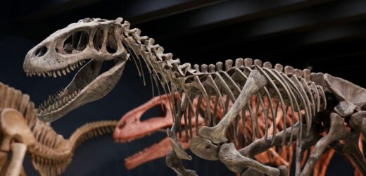 Polacy wierzą, że ludzie żyli w tym samym czasie, co dinozaury