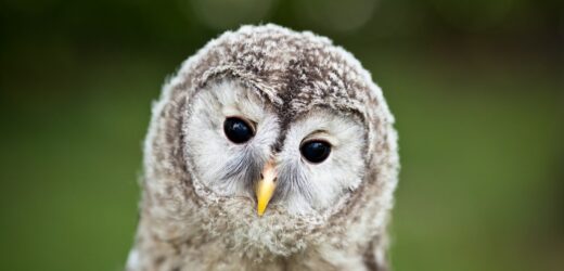 W krakowskim ogrodzie botanicznym przyszły na świat puszczyki