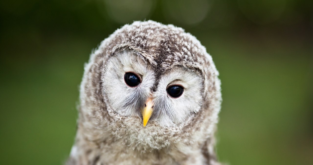 W krakowskim ogrodzie botanicznym przyszły na świat puszczyki