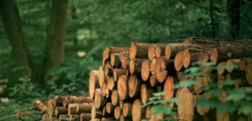 Wycinka drzew zakończona tragedią. Dwie osoby zginęły