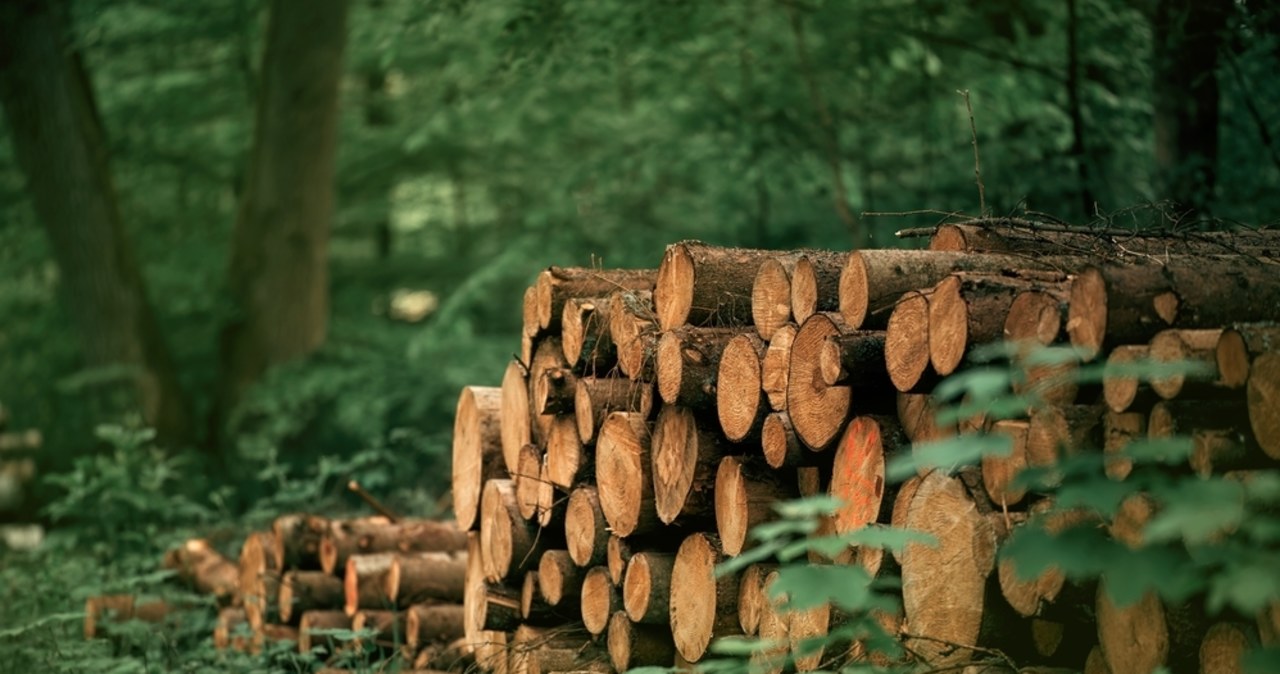 Wycinka drzew zakończona tragedią. Dwie osoby zginęły