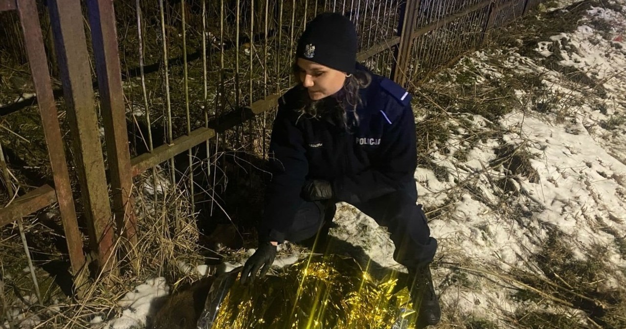 Ranny bóbr leżał przy drodze. Pomogli mu policjanci