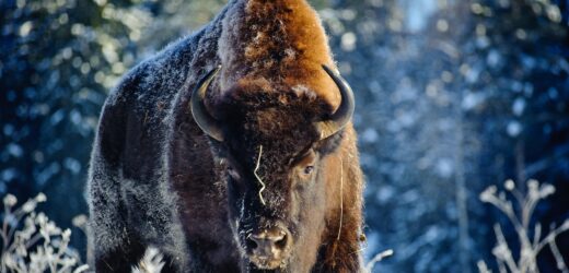 Czy przyroda potrzebuje mrozu?