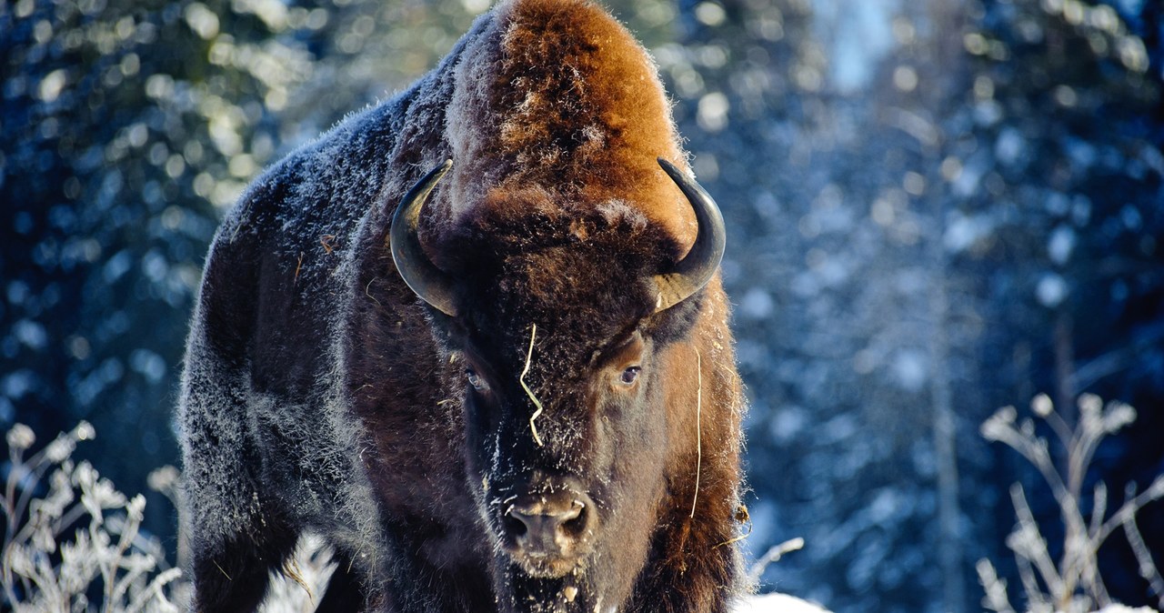 Czy przyroda potrzebuje mrozu?