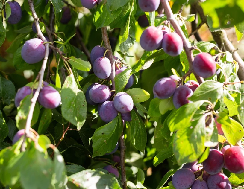 Śliwa odwdzięczy się pięknym wyglądem i będzie obficie owocować. Oto najlepszy termin na cięcie