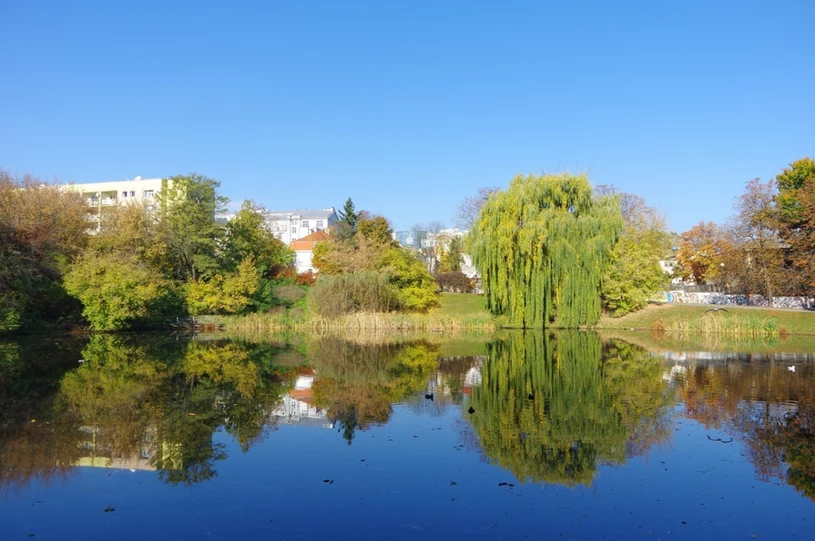 Inwazja raków w Warszawie. Nieodpowiedzialny mieszkaniec wypuścił je do stawu
