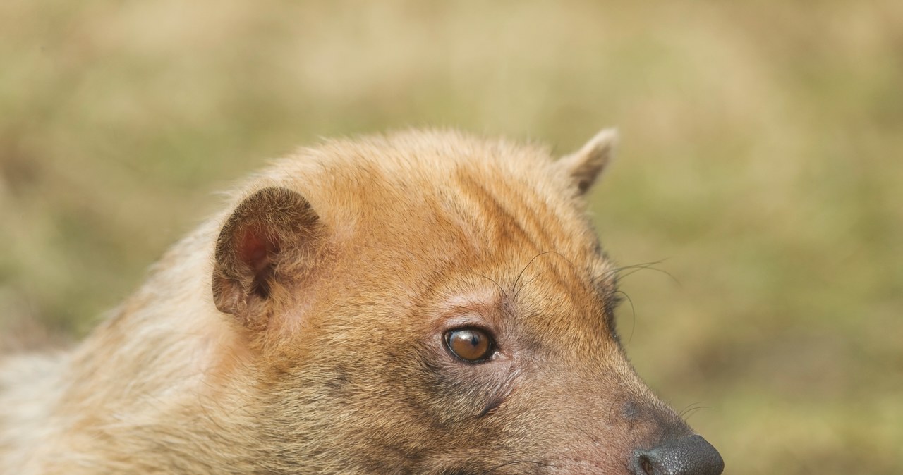 Niezwykłe trojaczki przyszły na świat w łódzkim zoo