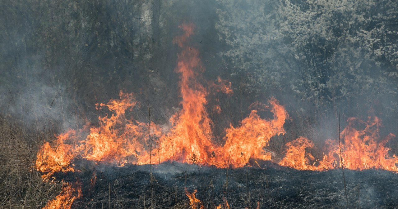 Tysiące pożarów traw od początku roku. Jedna osoba zginęła