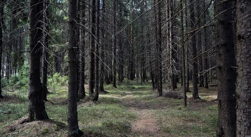 Leśnicy apelują do spacerowiczów. „Omijaj szerokim łukiem”
