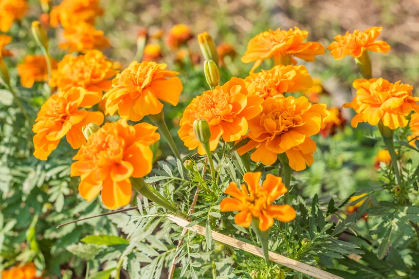 Kiedy najlepiej siać aksamitki? Pamiętaj o jednej dacie. Latem zachwycą wyglądem