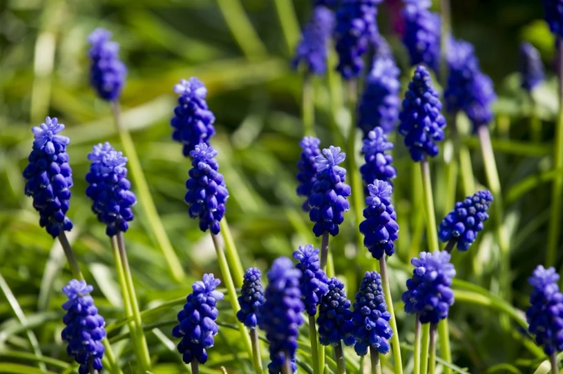 Efektowne kwiaty o intensywnym kolorze. Posadź w marcu, a zachwycą kwitnieniem