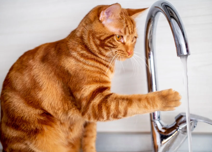 Kot ochoczo przybiegnie do miski z wodą. Zadbaj o kilka detali