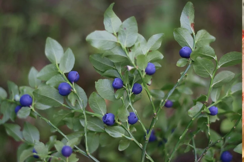 Pół szklanki tego owocu dziennie i w 12 tygodni poprawisz funkcje mózgu