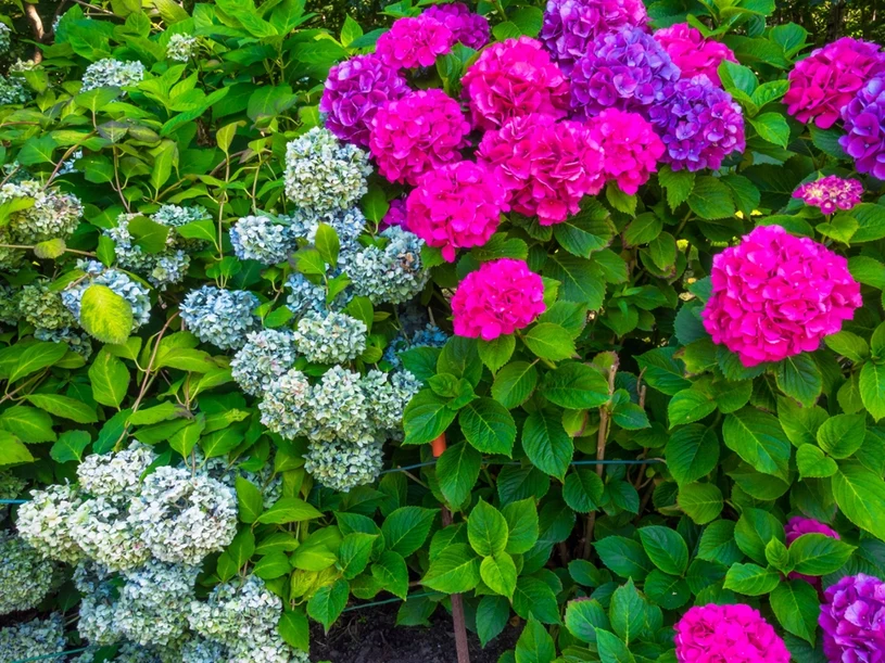 Zbliża się kluczowy termin. Latem wybuchną pomponami dorodnych kwiatów