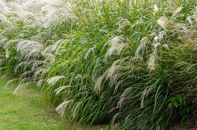 Zbliża się termin ważnego zabiegu. Nie przegap, a trawy ozdobne odżyją po zimie