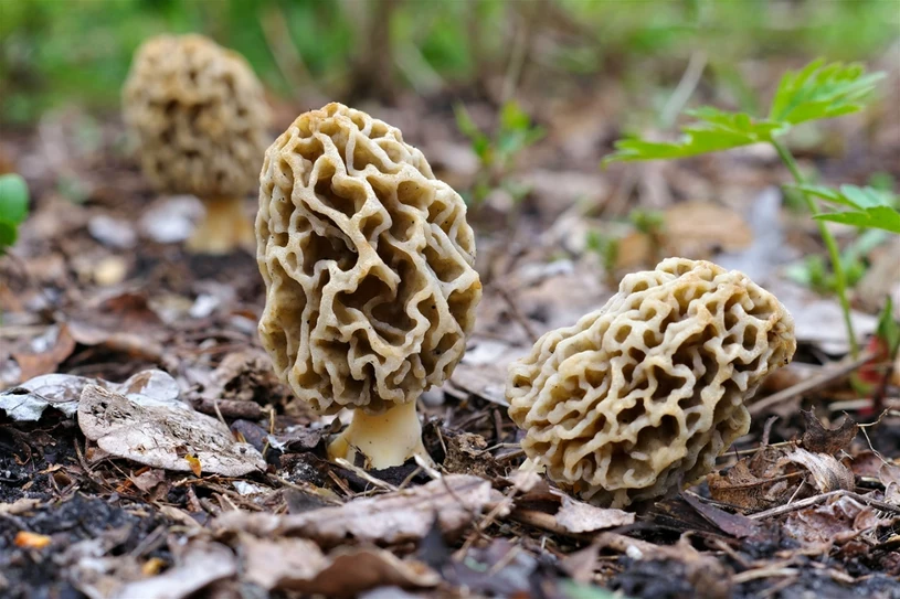 Zbliża się sezon na „polskie trufle”. To prawdziwy rarytas