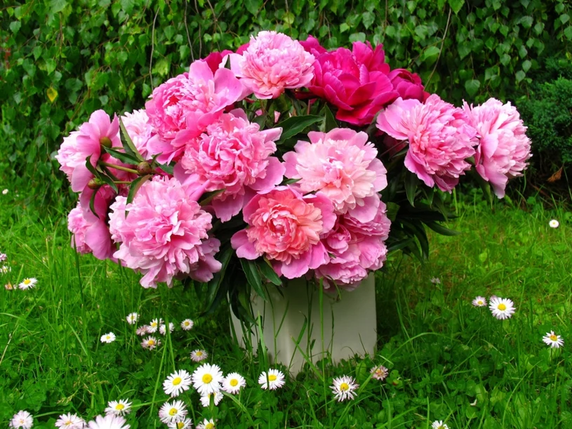 Rozcieńcz z wodą i podlej piwonię. Młode pędy tylko czekają na życiodajny eliksir