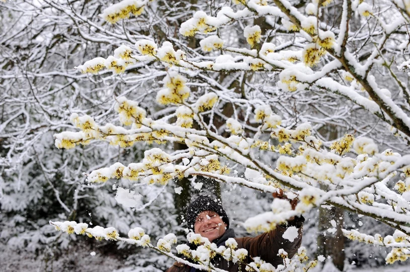 Nie tylko krokusy i przebiśniegi. Poznaj niezwykłe rośliny zwiastujące wiosnę!