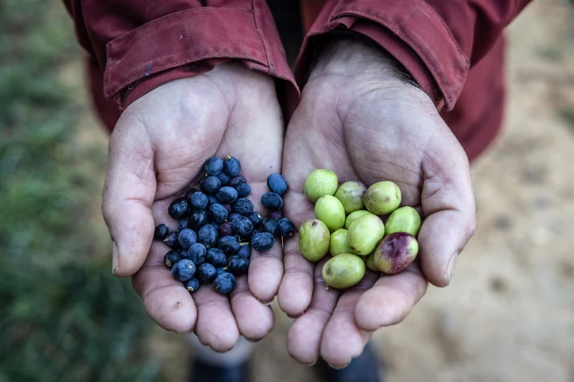 Jak kupić oliwę wysokiej jakości? Poznaj praktyczne wskazówki