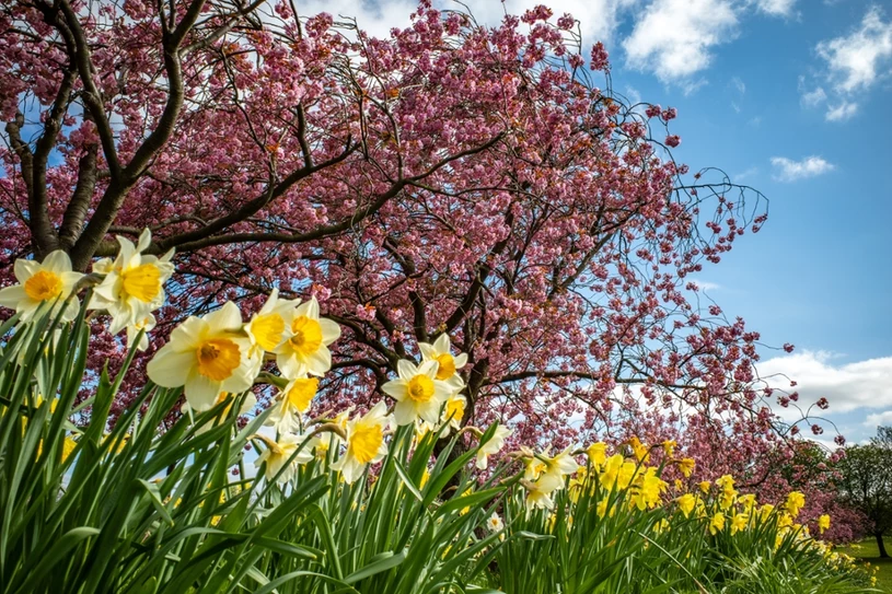 Kalendarz ogrodnika na marzec: Co warto zrobić już dziś w ogrodzie?
