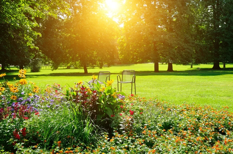 7 roślin odstraszających komary i kleszcze. Posadź w ogrodzie, a zapomnisz o insektach