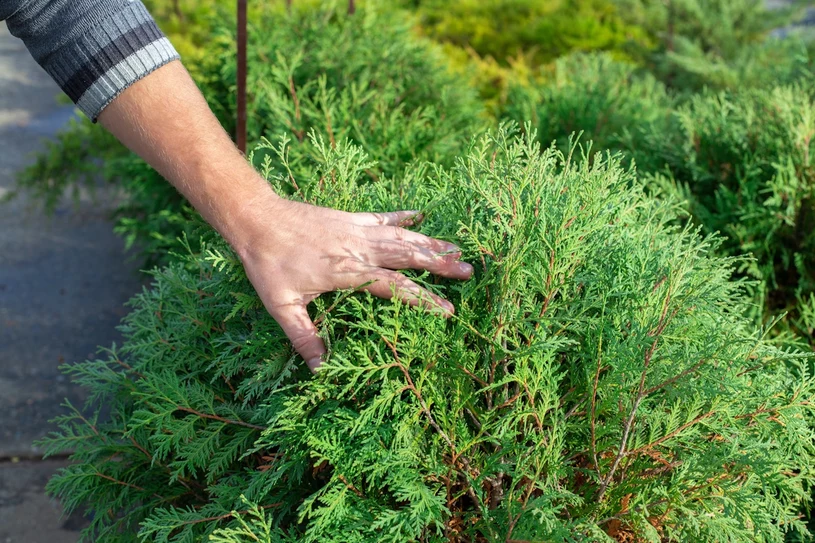 Atakuje tuje i jałowce. Oto objawy, które świadczą o obecności szkodnika