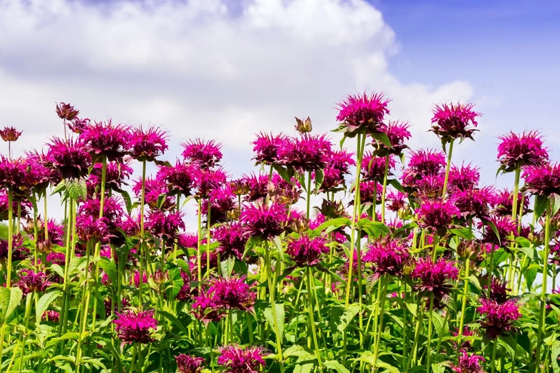 Skuteczna tarcza przed kleszczami. Posadź w kwietniu w ogrodzie