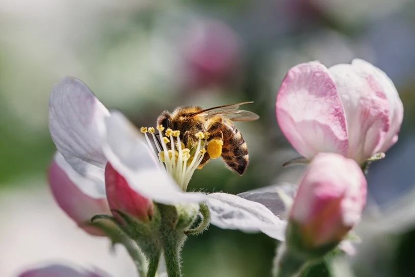 Nie uwierzysz, jak łatwo przyciągnąć pszczoły do ogrodu! Wystarczy kilka roślin