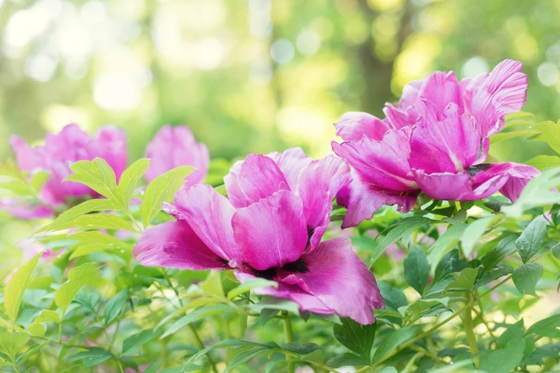 Królował w ogrodach babć. Zapomniany kwiat wróci do łask?