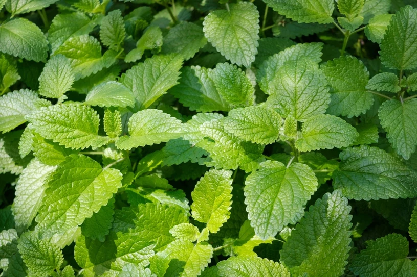 Co daje picie melisy? Oto najważniejsze dla zdrowia właściwości